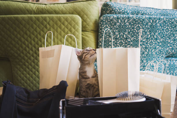 istock Cute fluffy curious cat exploring paper packages. 1395876630