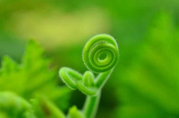 detail of leaf