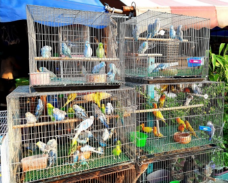 Pet Birds sold in market - Bangkok, Thailand.