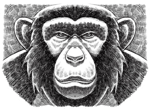 digital painting / raster illustration of chimpanzee head