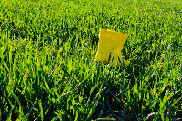 Yellow rubber boots stand in bright, green grass in an agricultural field, in early spring, on a sunny day.