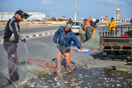 An old fisherman pulls fish out of his fishing nets with his family at the port of Gaza City