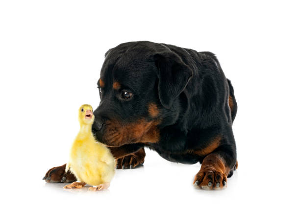 istock rottweiler and gosling 1395878636