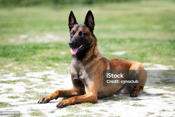 Training Of Belgian Shepherd Stock Photo - Download Image Now - Belgian Malinois, Dog, Police Force