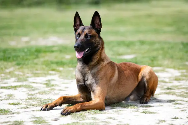 young belgian shepherd training in the nature for security