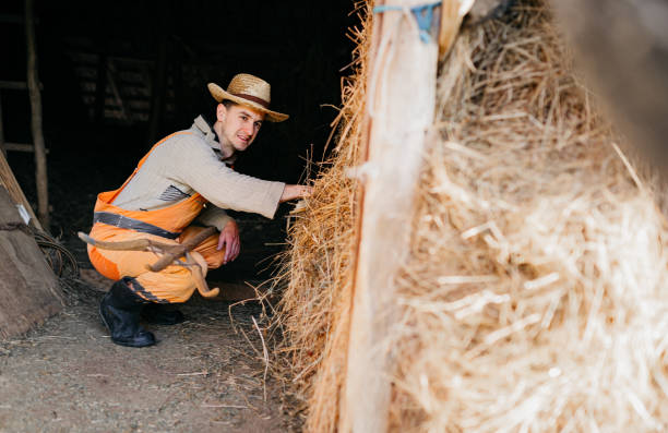 istock A farmer prepares hay 1395878758
