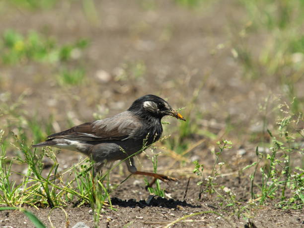 istock Starlings roaming in the rice fields 1395878828