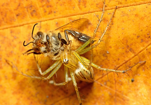 Spider eating Fly insect - animal behavior.