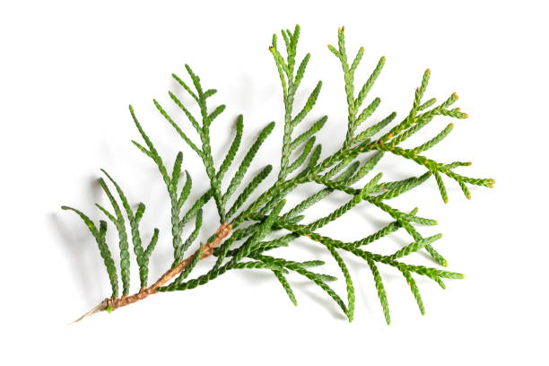 istock a twig of thuja on a white isolated background 1395878978