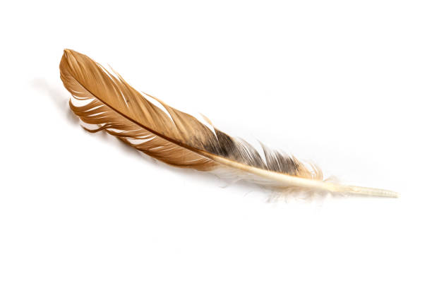 istock brown feather of a hen on a white background 1395880341