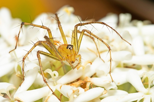 Spider on white flower - animal behavior.