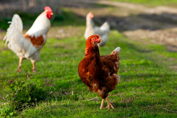 istock A white hen walks around the village 1395880380