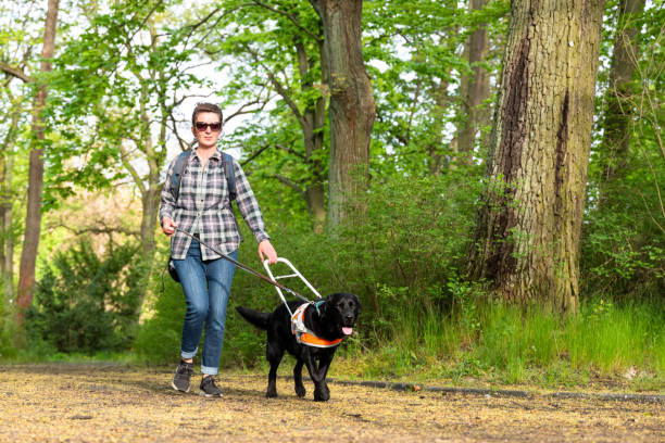 Woman with visual impairment walking with her service dog through the park stock photo