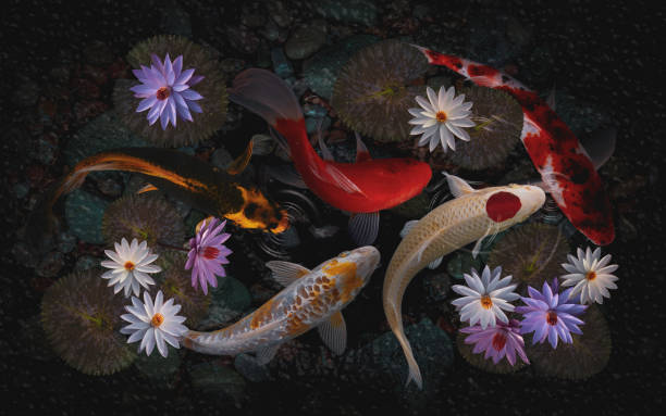 istock koi fish and lotus flower and leaves 1395880764