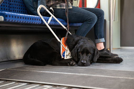 Assistance dog accompanies a blind woman on a train