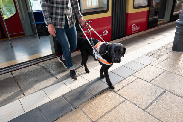 pies asystujący wyprowadza niewidomą kobietę z drzwi pociągu - blind trust zdjęcia i obrazy z banku zdjęć