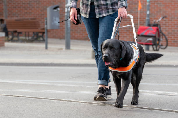 seeing eye dog leads a person with visual impairment across the street stock photo