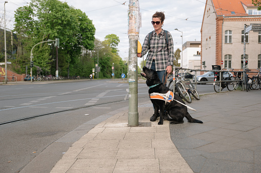 Assistance dog leads a blind woman to a pedestrian light, pushing the Traffic light button