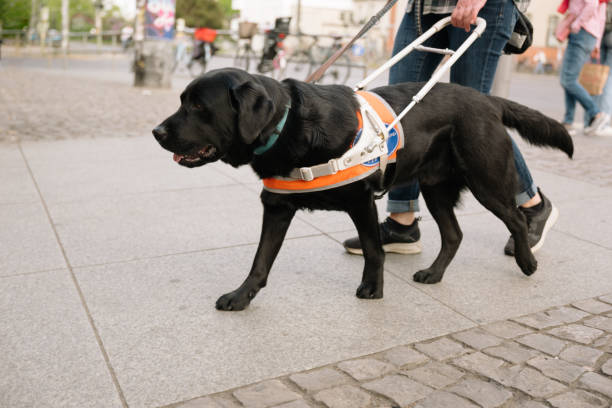 Assistance dog guides a person with visual impairment  on the pavement stock photo