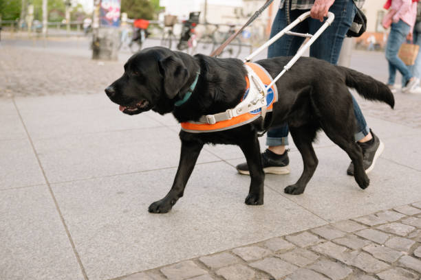 pies asystujący prowadzi osobę z wadą wzroku na chodniku - blind trust zdjęcia i obrazy z banku zdjęć