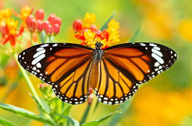 istock Butterfly spreading wings and drinking juice from flower. 1395882128