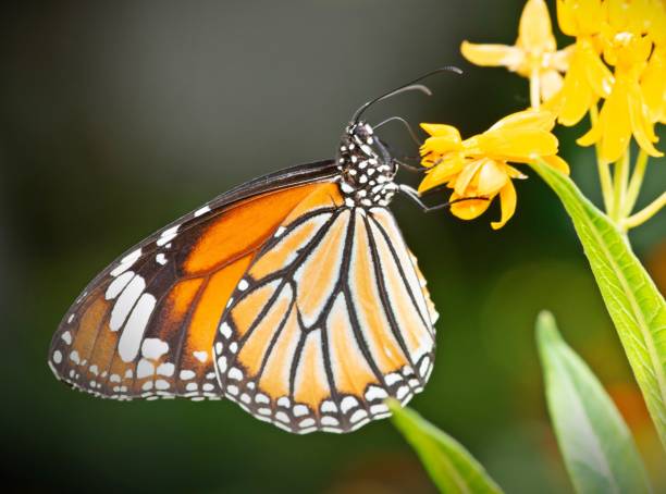 istock Butterfly drinking juice from flower. 1395882264