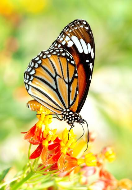 istock Butterfly drinking juice from flower. 1395882265