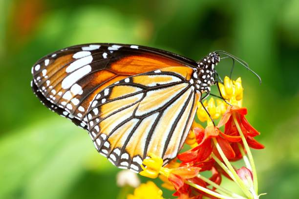 istock Butterfly drinking juice from flower. 1395882287
