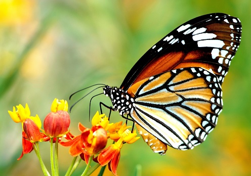 Butterfly drinking juice from flower.