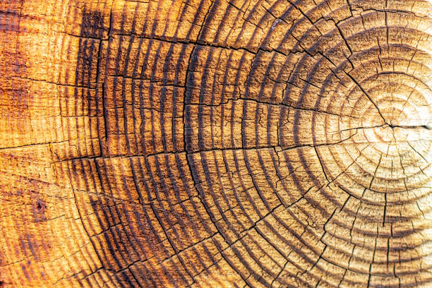 felled tree a bright juicy clear image is an abstraction of the cut of a felled tree with rings in a slice for the design of carpentry office work or websites on wallpaper; the sawmill industry; hardwood tree stock pictures, royalty-free photos & images