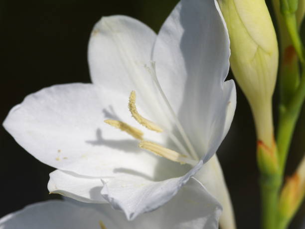 istock Close-up of the pure white gladiolus 1395883921