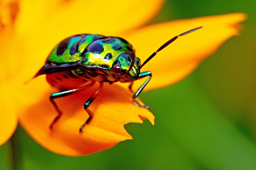 Glitter Beetle on yellow flower - animal behavior.