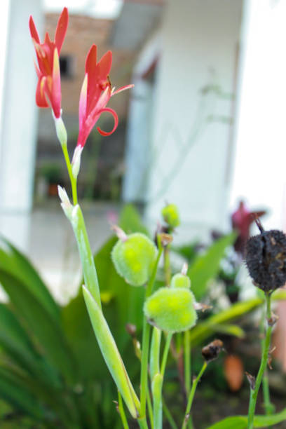 The red tasbih flower with a blurred background.