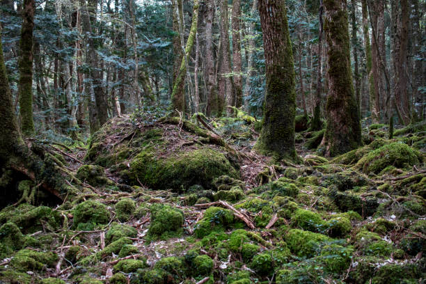 istock Aokigahara sea of trees 1395885318