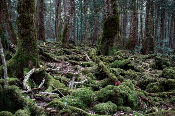 istock Aokigahara fuj mountain from japanese 1395885499