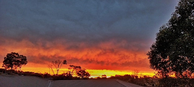 Colourful Adelaide autumn sunset with pink, purple, orange, red and yellow hues on a deep blue sky. The silhouette of suburban street trees is in the foreground.