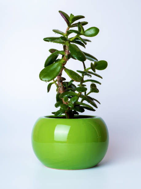 istock Crassula ovata houseplant 1395886242