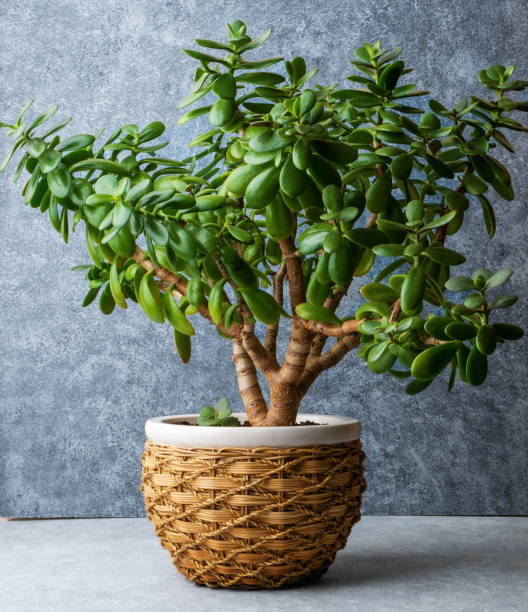 Crassula ovata houseplant in a wicker pot. Grey background Crassula ovata, commonly known as jade plant, lucky plant, money plant or money tree, is a succulent plant. It is common as a houseplant worldwide. Wicker pot. Grey background. jade plant stock pictures, royalty-free photos & images