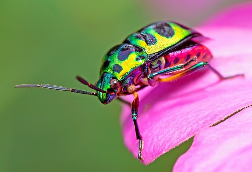 rose chafer (Cetonia aurata) on a flower