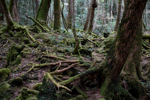 istock Deep forest of Mt. Fuji 1395886366