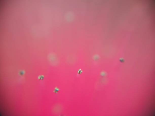 Golden pollen and red background macroscopic