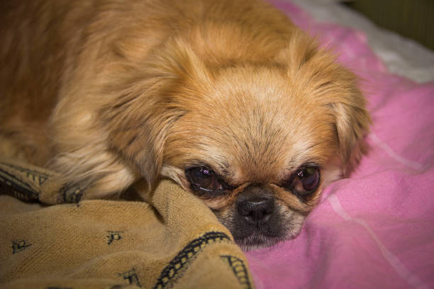 istock an adult pekingese dog 1395887491
