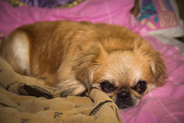 istock an adult pekingese dog 1395887493