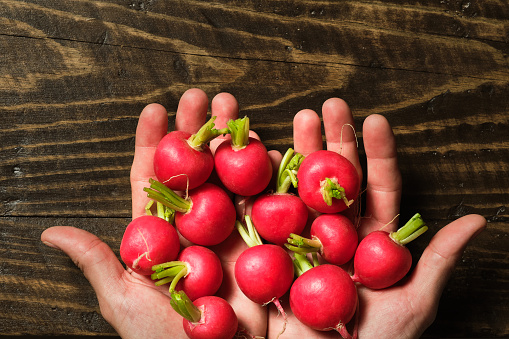 image from above of man's hands with a handful of red radishes on brown rustic wooden table with soft light