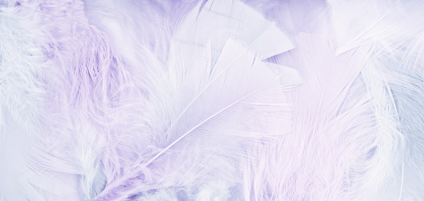 White Feathers background