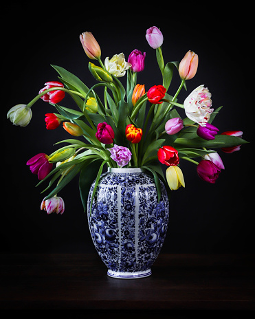 Multicolor Tulip arrangement in a Blue Vase on a Black backdrop.