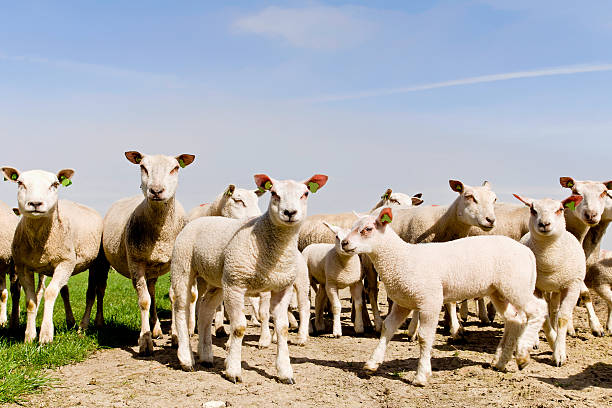 istock herd of sheep and lambs 139589026
