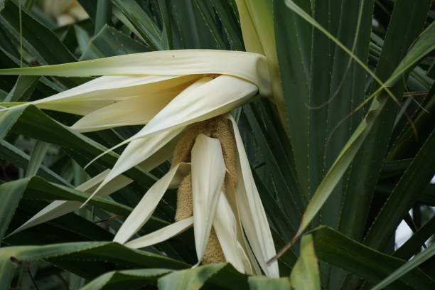 duftende schraubkiefernblüte (pandanus fascicularis, pandanus odorifer, pandanus tectorius) mit naturhintergrund. - screwpine stock-fotos und bilder