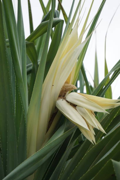 istock Fragrant Screwpine flower (Pandanus fascicularis, Pandanus odorifer, Pandanus tectorius) with nature background. 1395890467