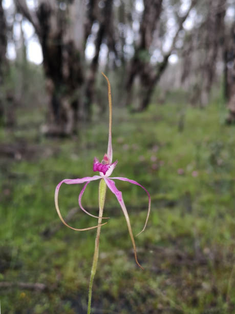 istock Caladenia harringtoniae - Pink Spider Orchid 1395890598
